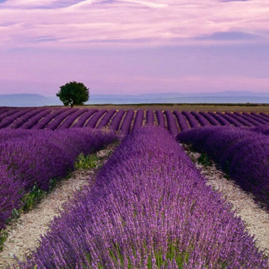 Location Gîtes en provence